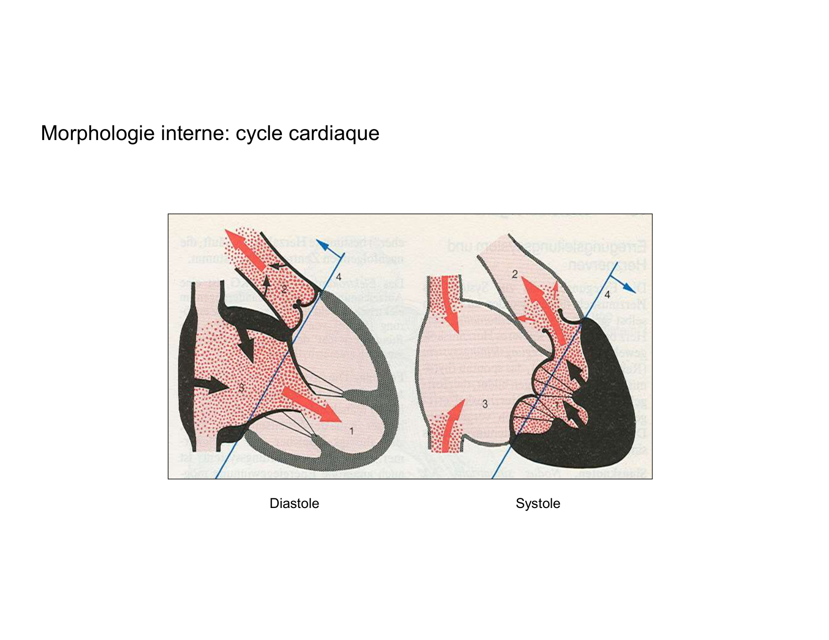 Anatomie du mediastin 2025 2026 page 32