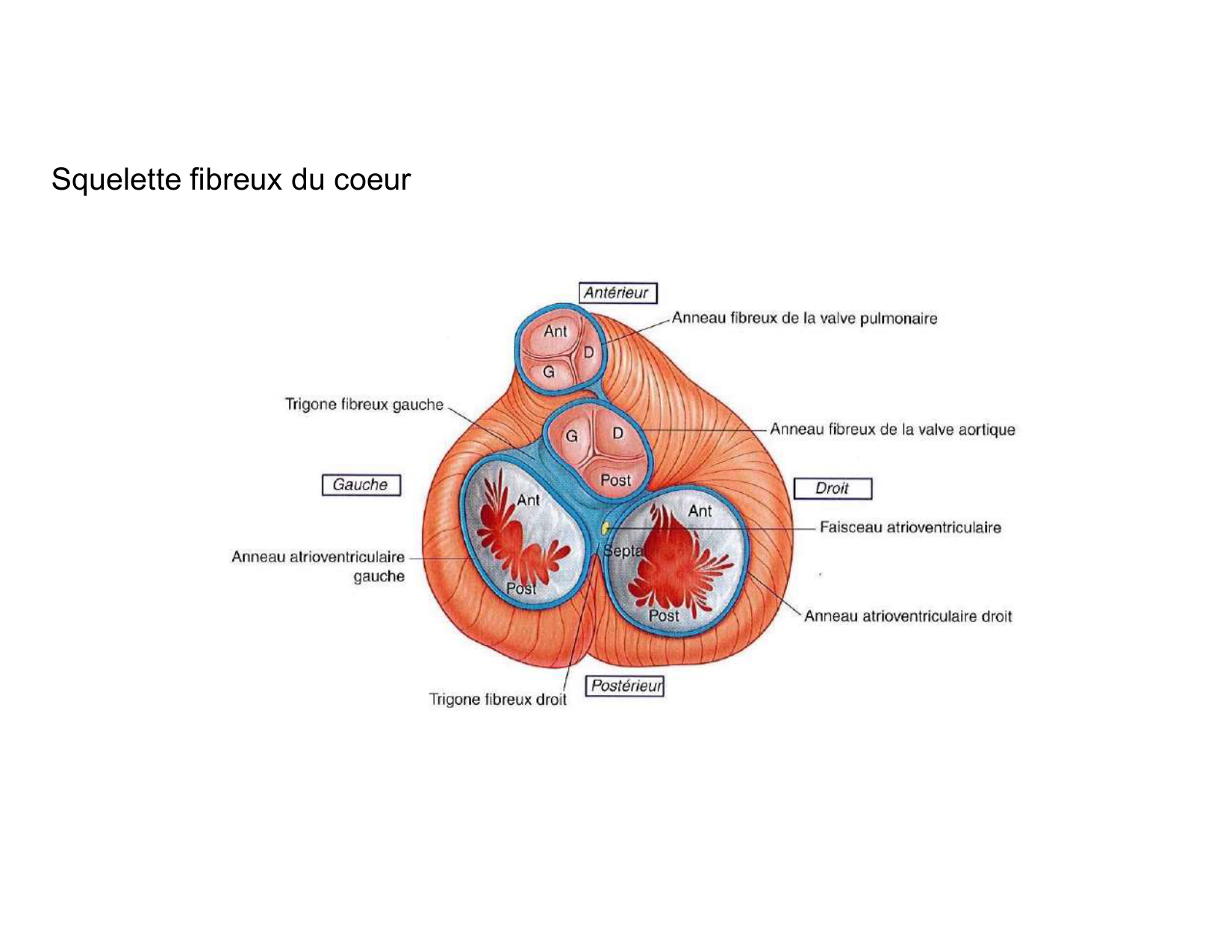 Anatomie du mediastin 2025 2026 page 36