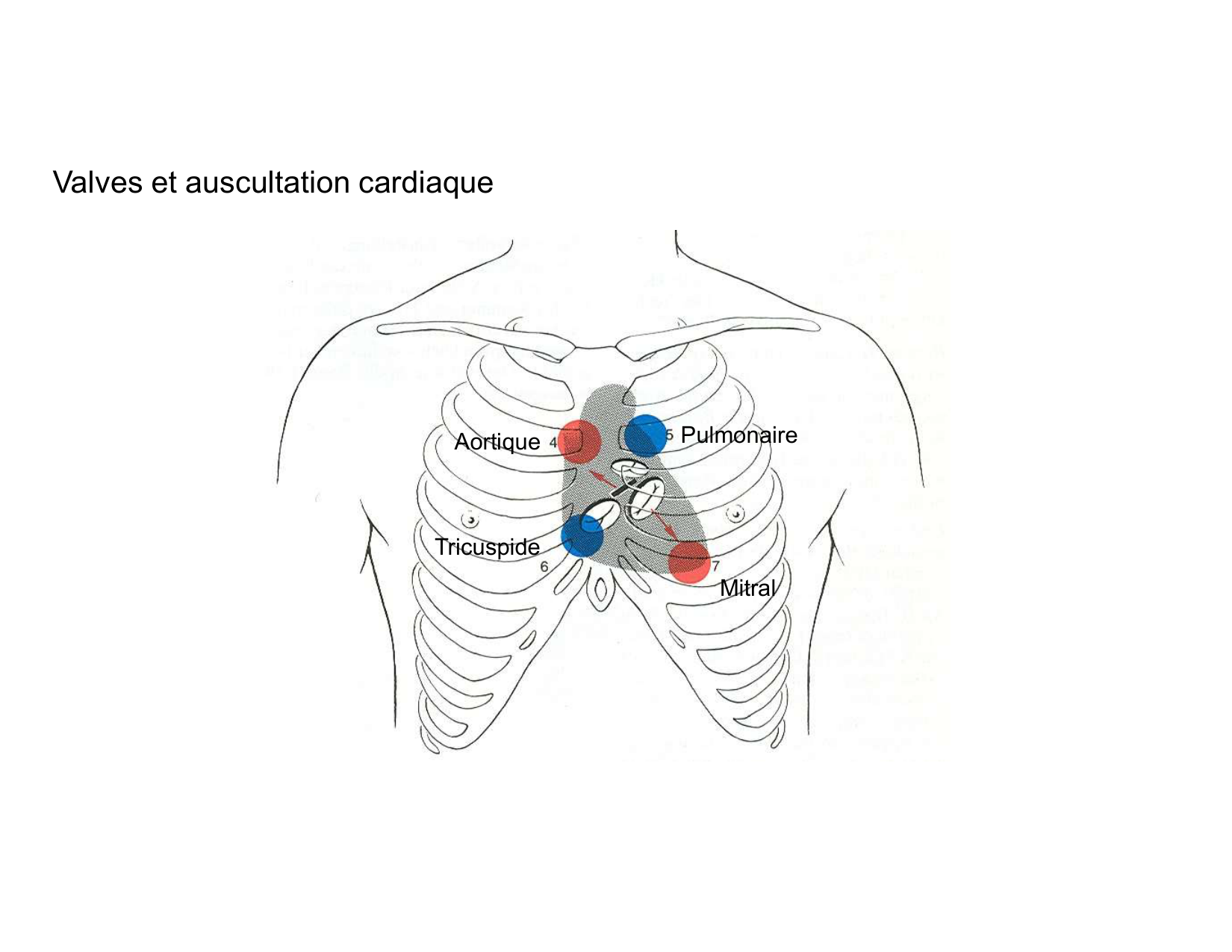 Anatomie du mediastin 2025 2026 page 39