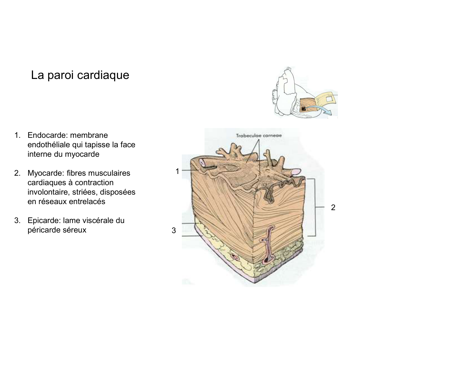 Anatomie du mediastin 2025 2026 page 41