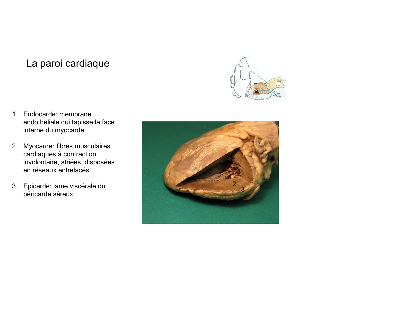Anatomie du mediastin 2025 2026 page 42
