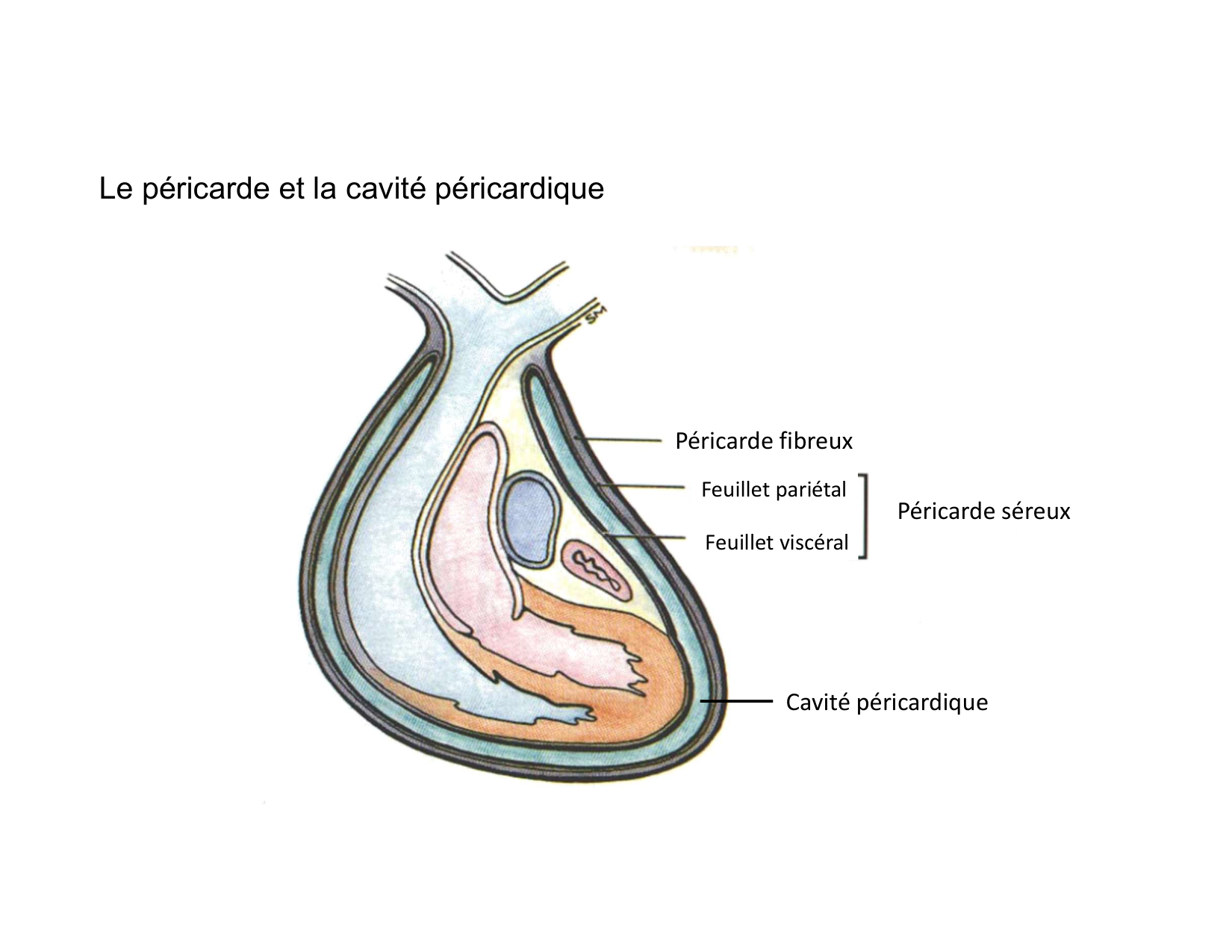 Anatomie du mediastin 2025 2026 page 46