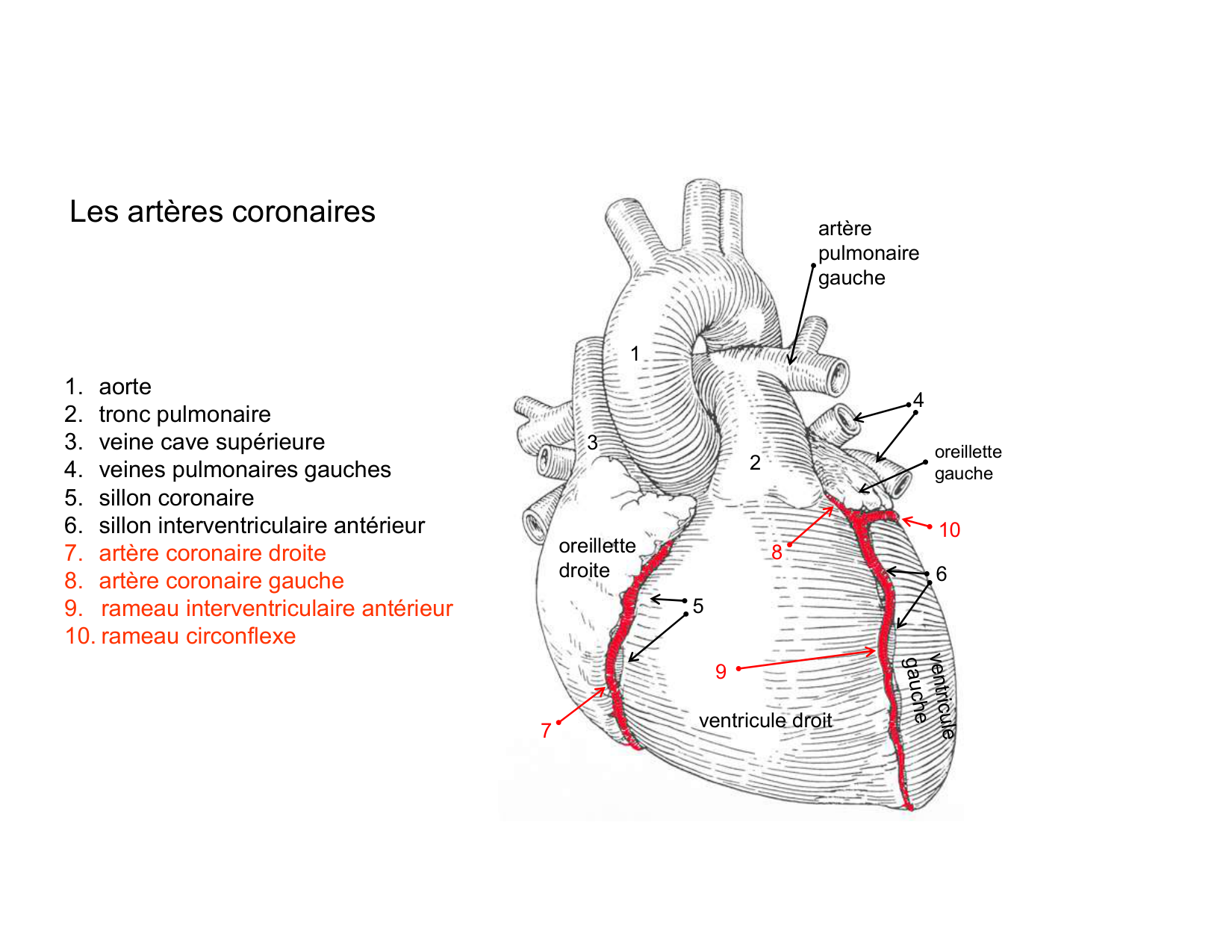 Anatomie du mediastin 2025 2026 page 52