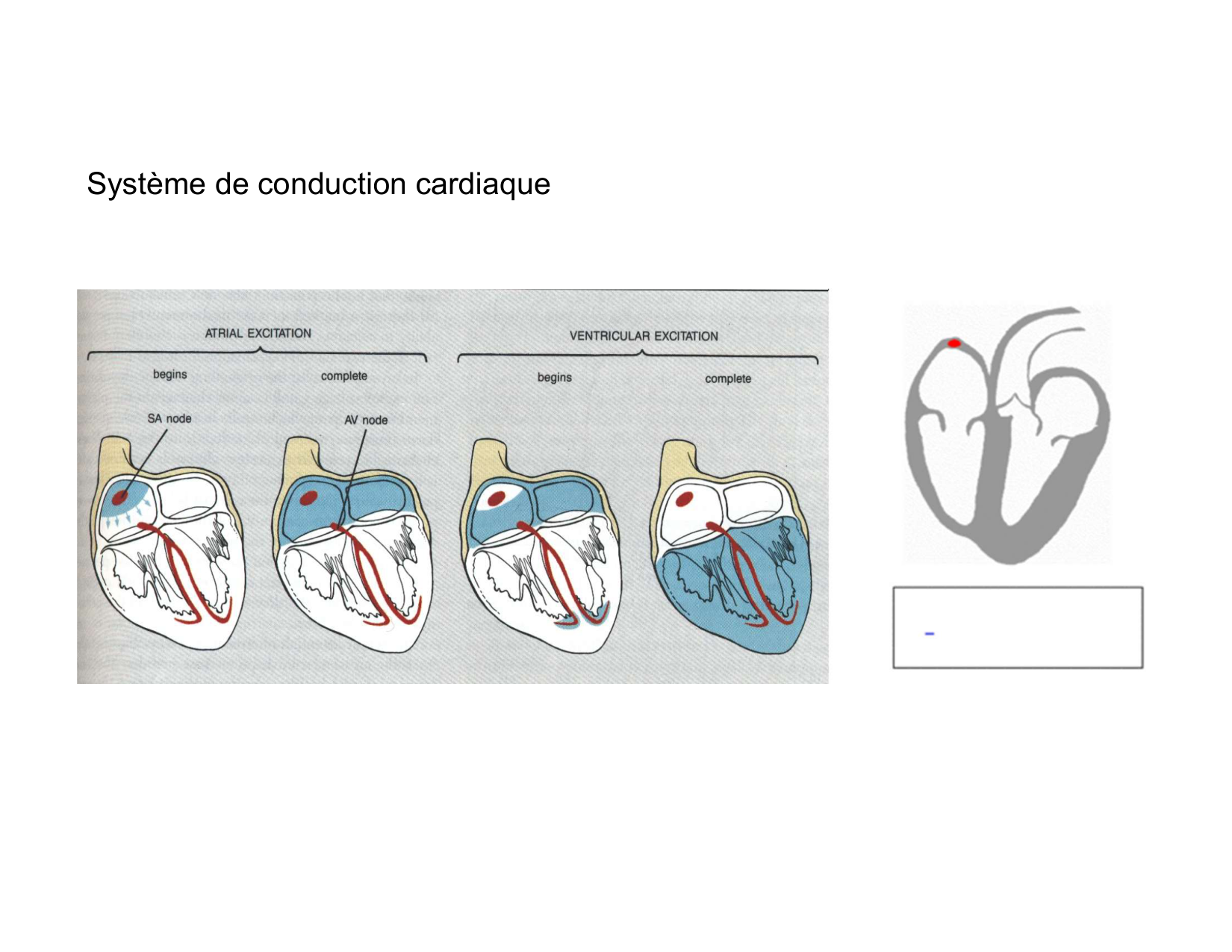Anatomie du mediastin 2025 2026 page 58