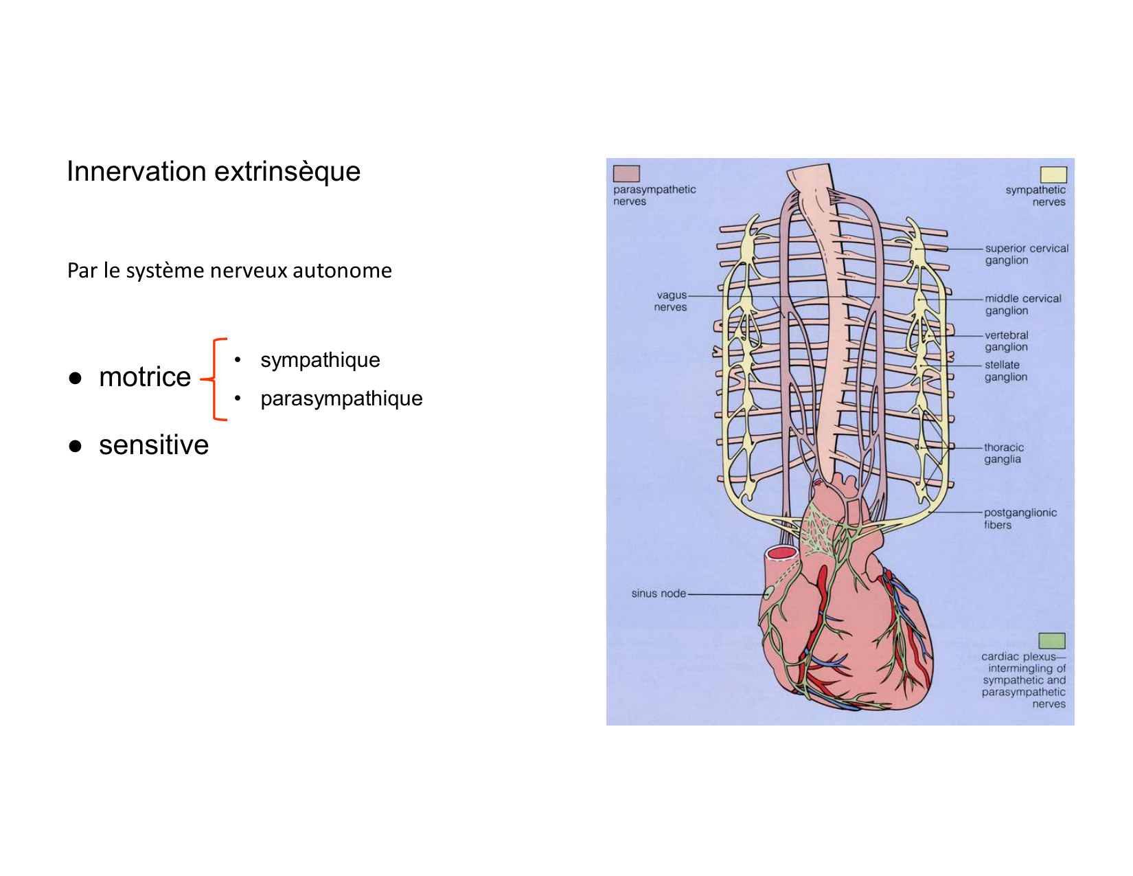 Anatomie du mediastin 2025 2026 page 59