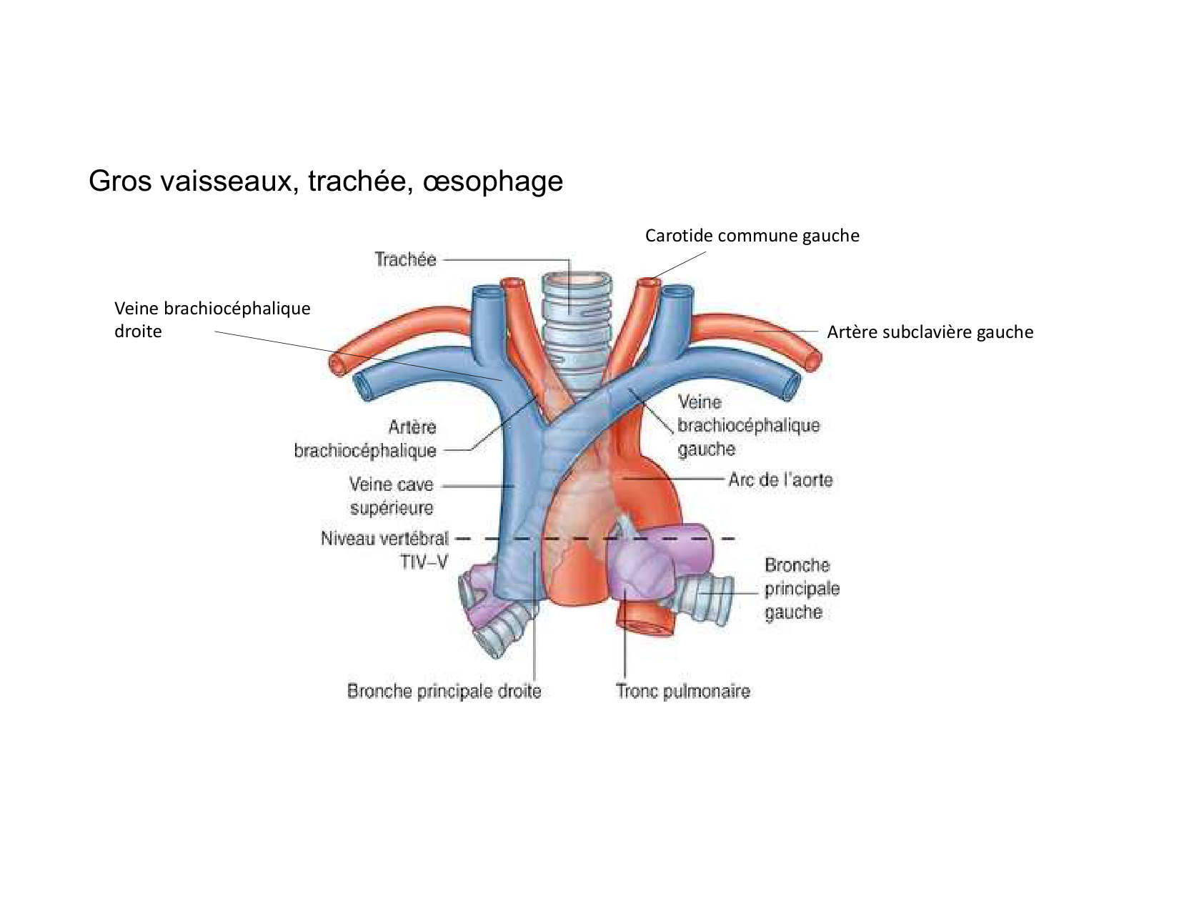 Anatomie du mediastin 2025 2026 page 63