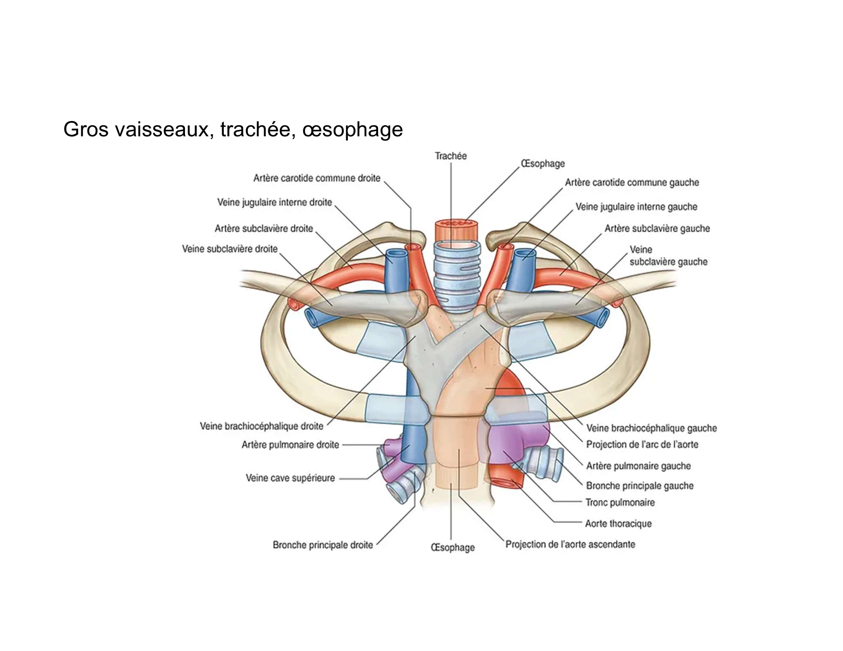 Anatomie du mediastin 2025 2026 page 64