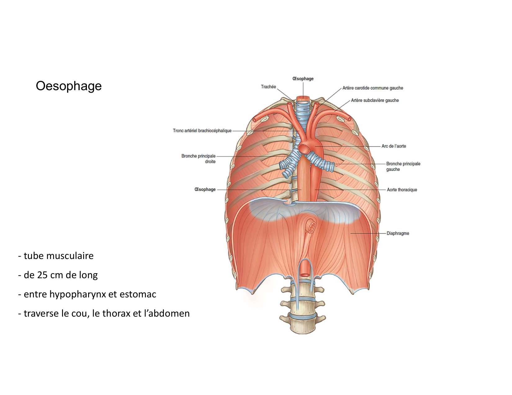 Anatomie du mediastin 2025 2026 page 68