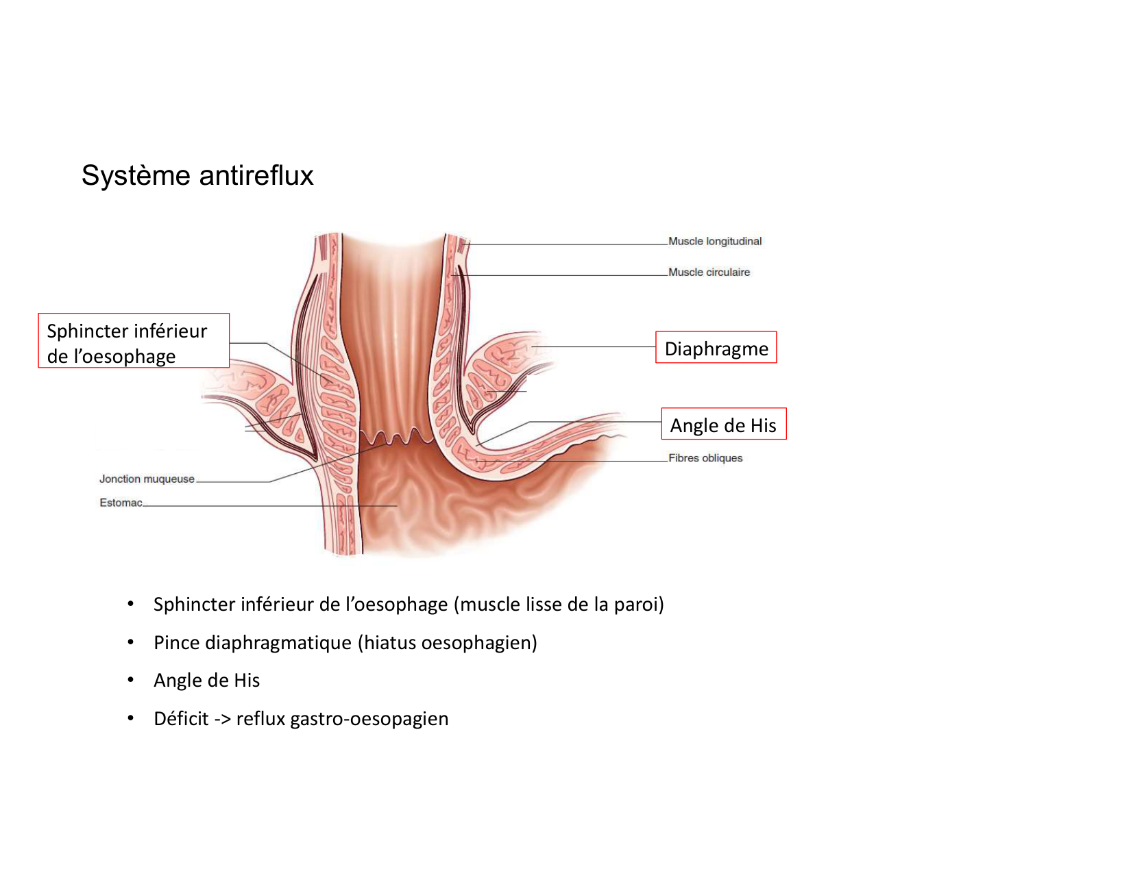 Anatomie du mediastin 2025 2026 page 72