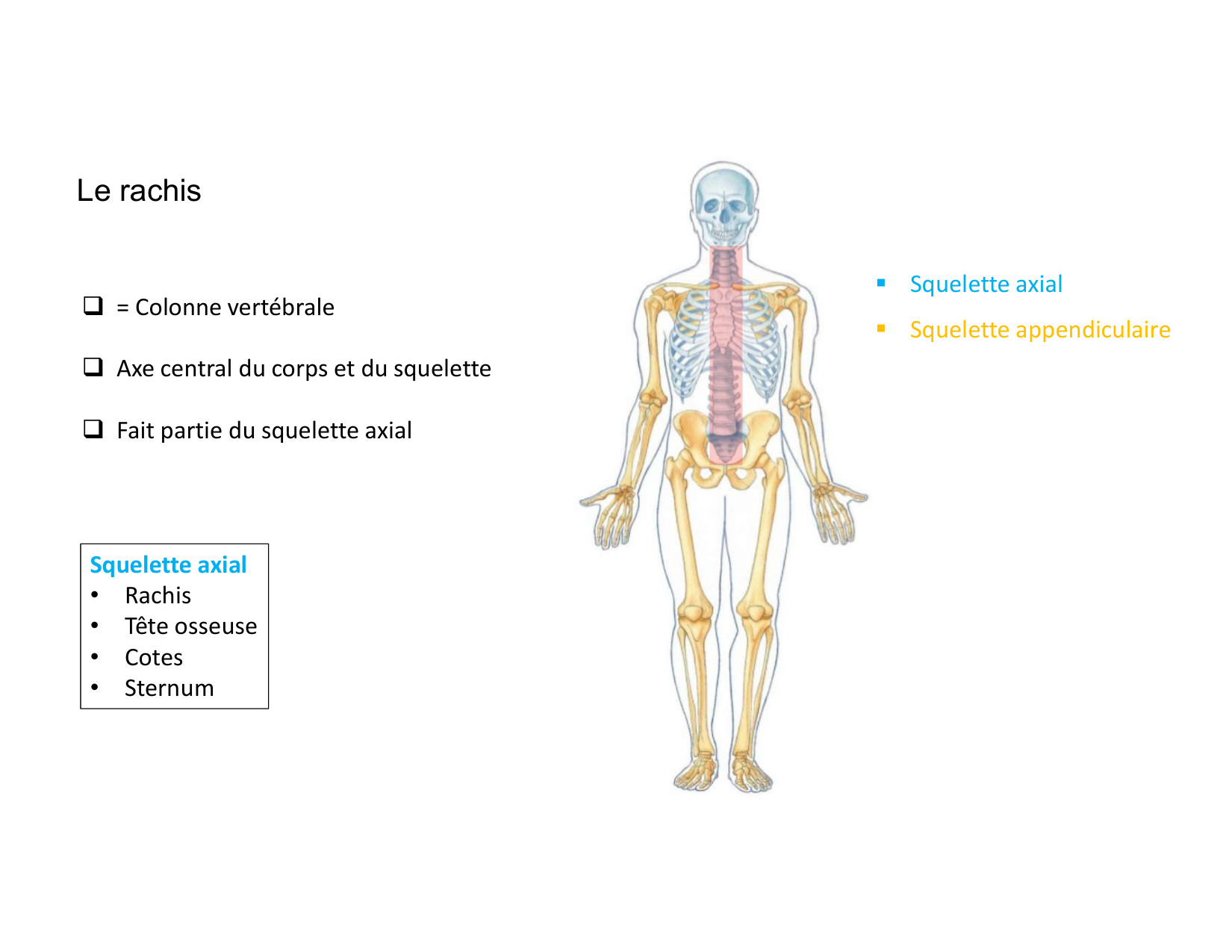 Anatomie du rachis et du dos 2025 page 7