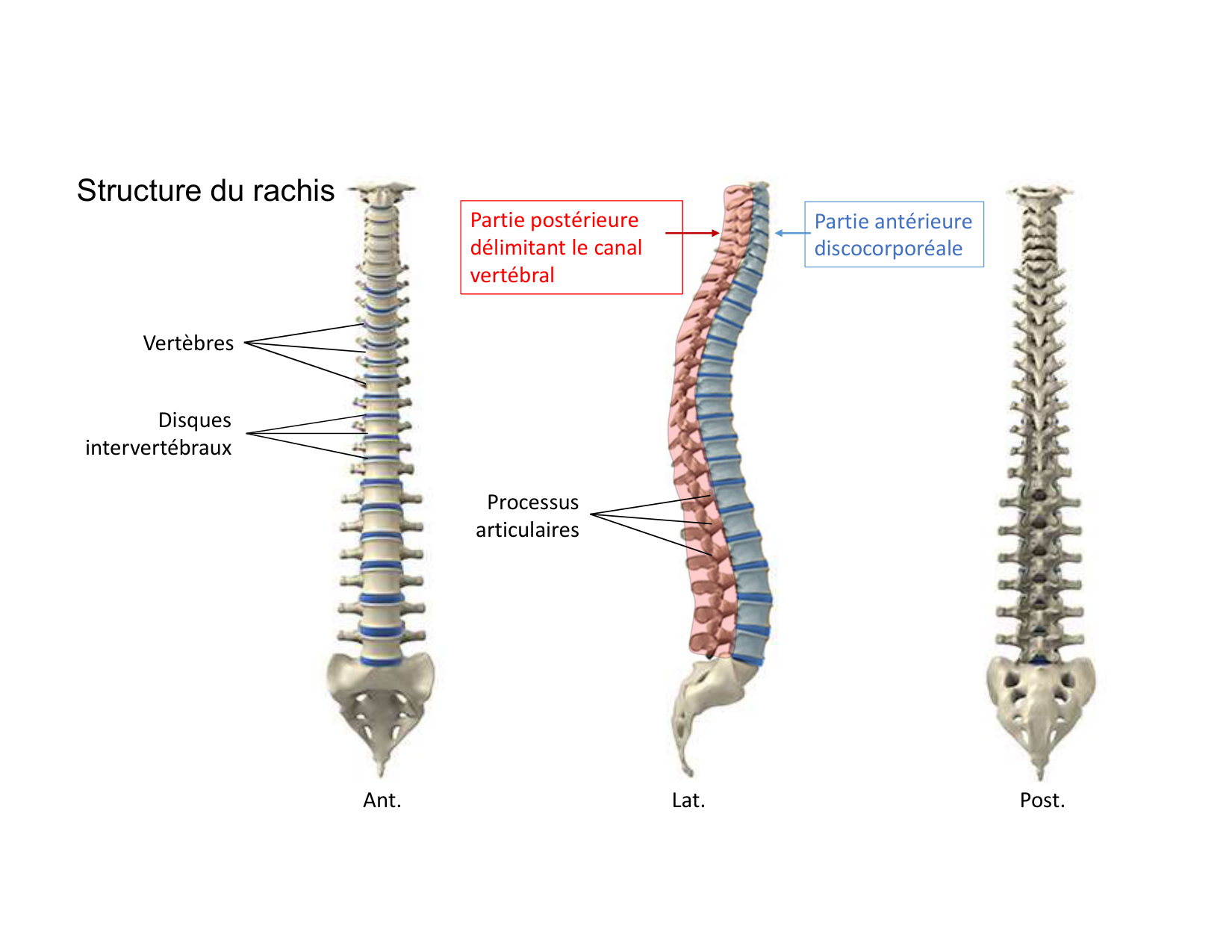 Anatomie du rachis et du dos 2025 page 8