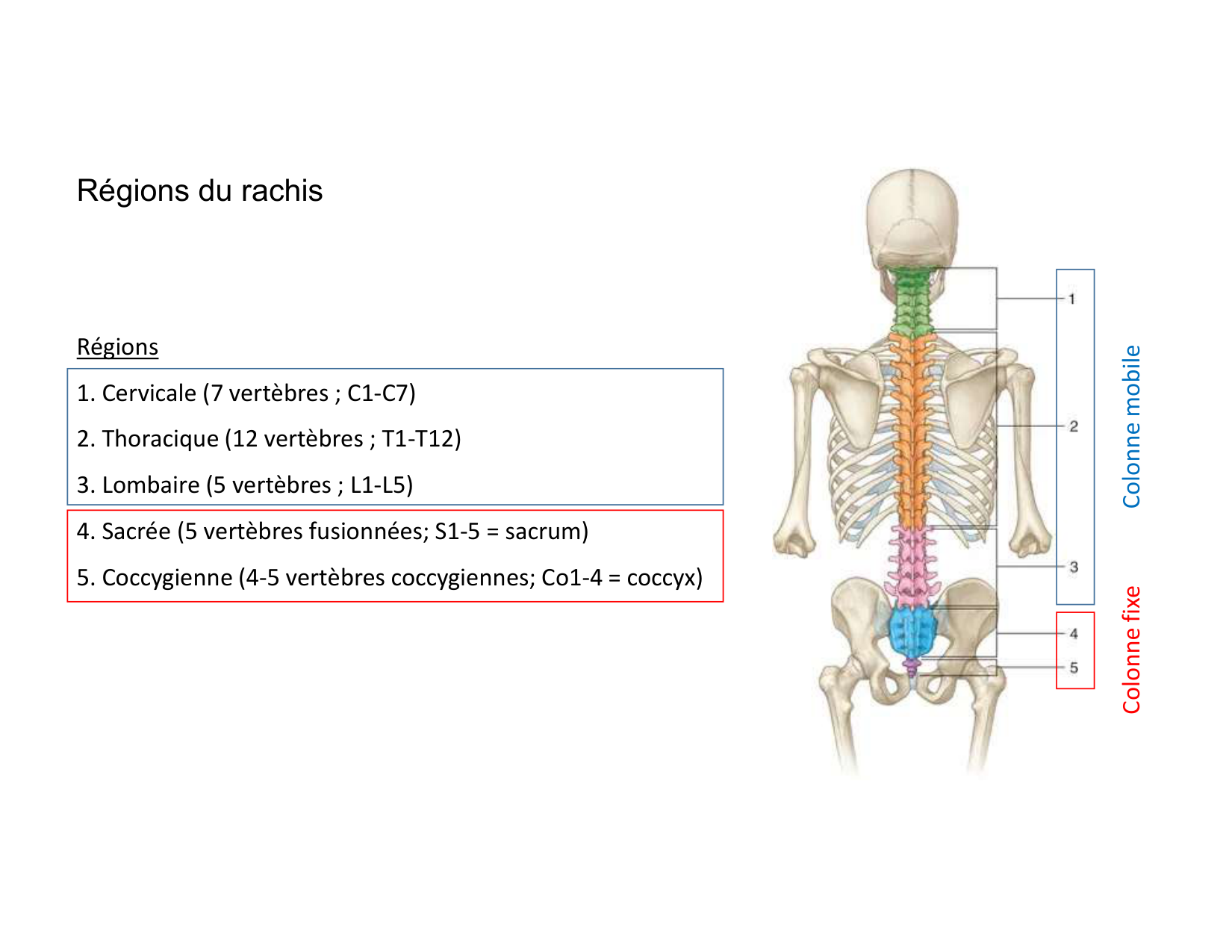 Anatomie du rachis et du dos 2025 page 9