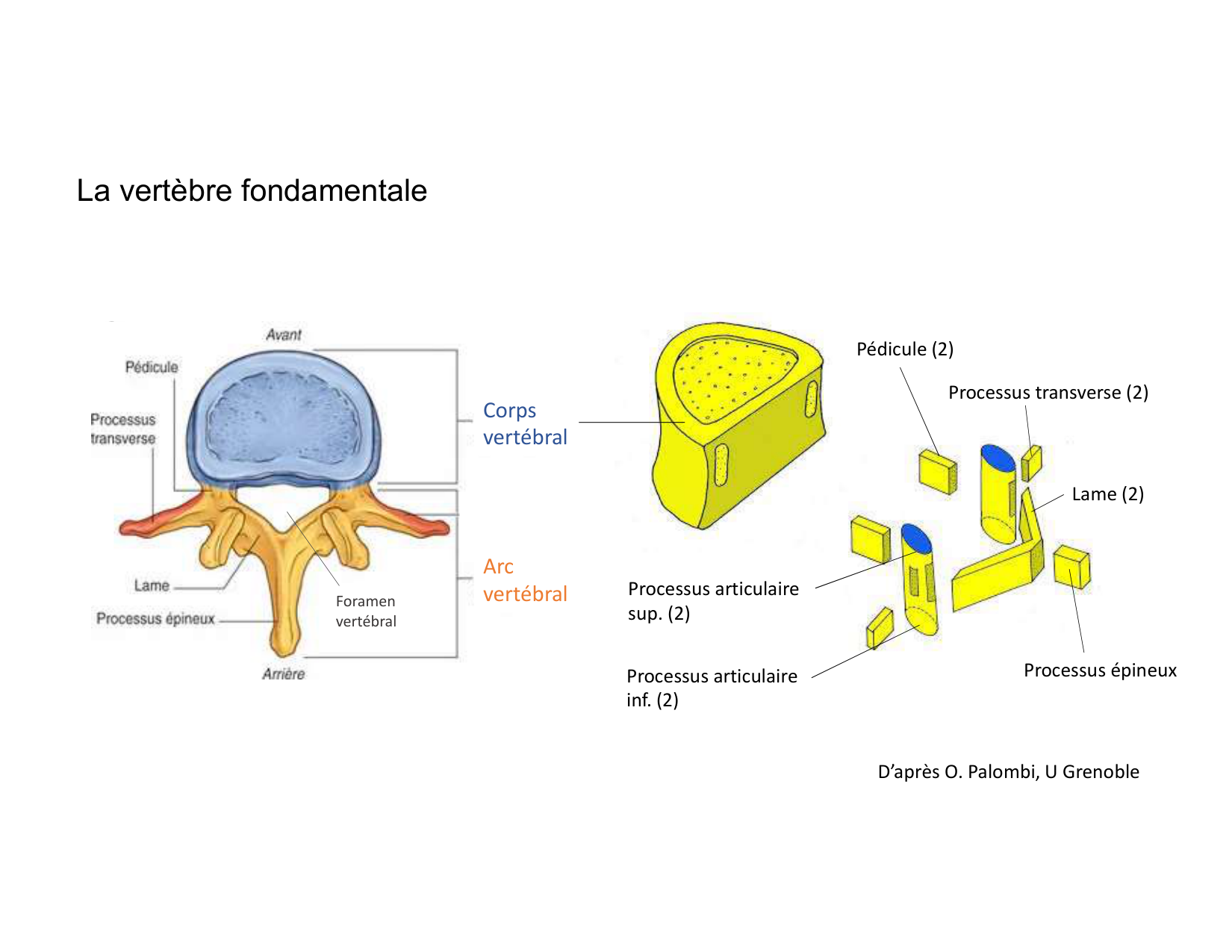 Anatomie du rachis et du dos 2025 page 14