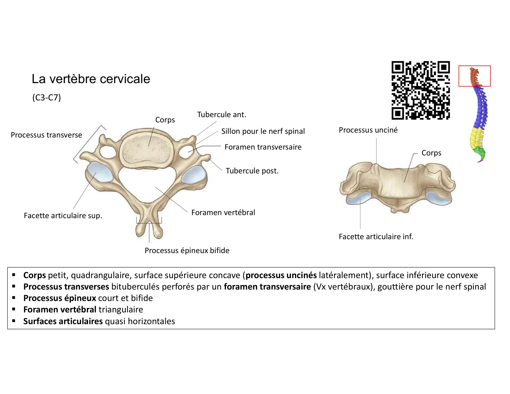 Anatomie du rachis et du dos 2025 page 18