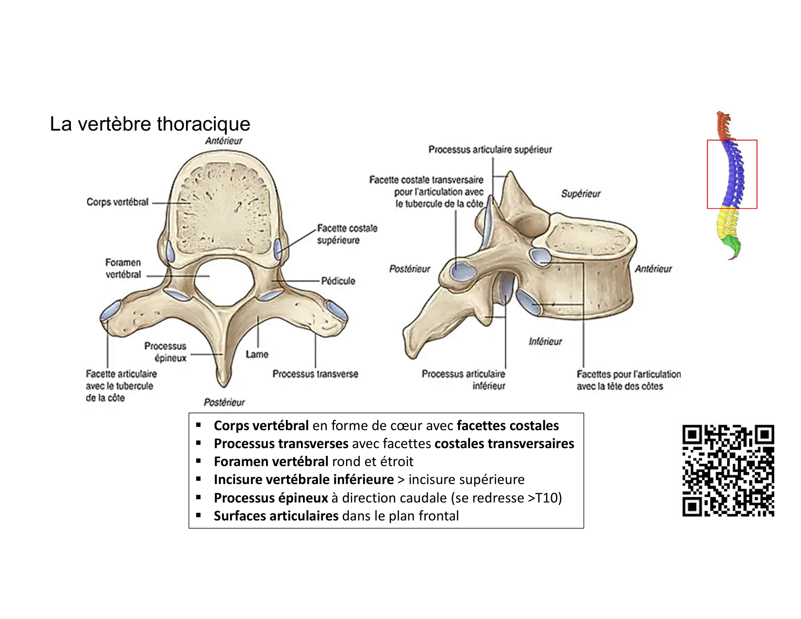 Anatomie du rachis et du dos 2025 page 19