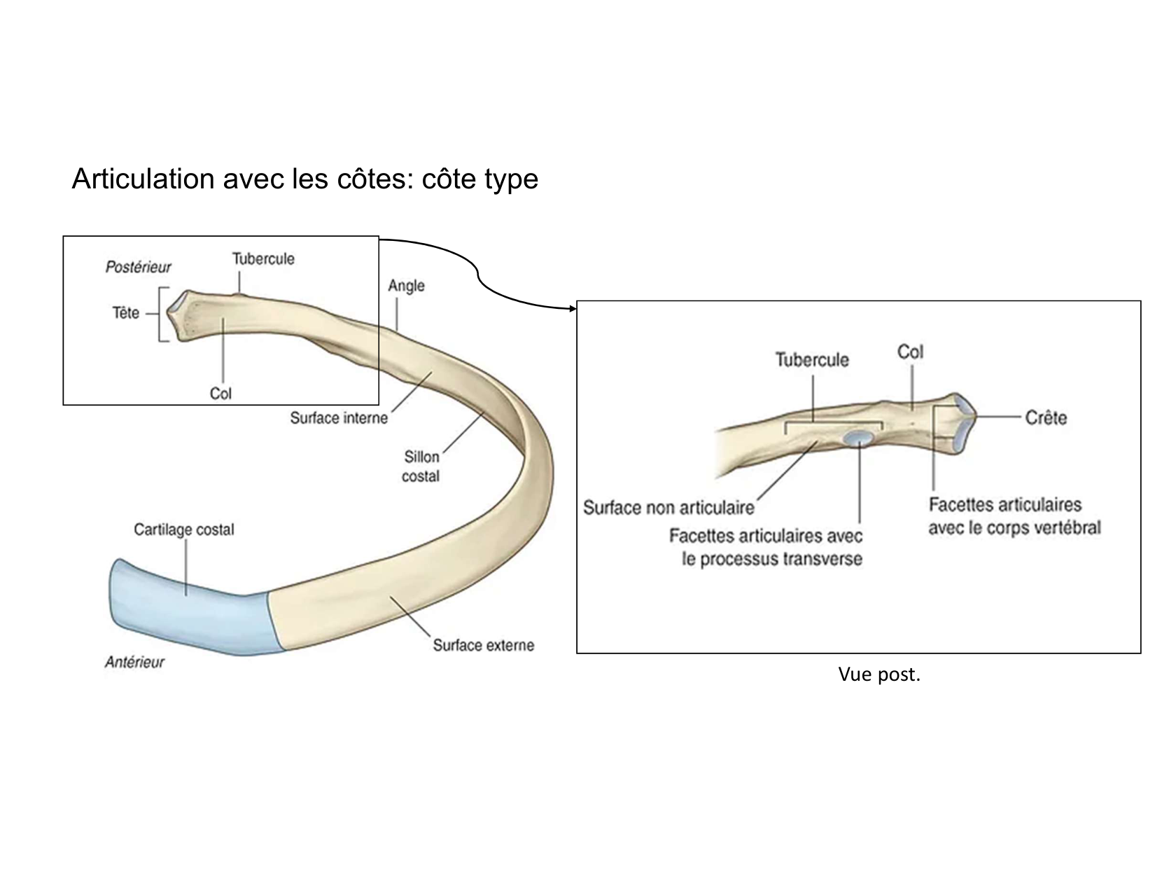 Anatomie du rachis et du dos 2025 page 20