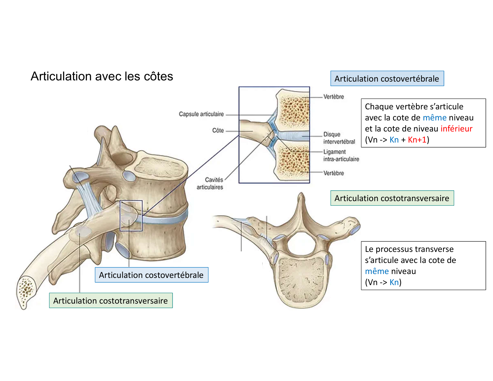 Anatomie du rachis et du dos 2025 page 21