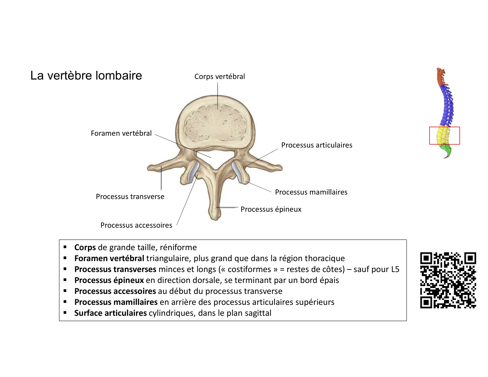 Anatomie du rachis et du dos 2025 page 23