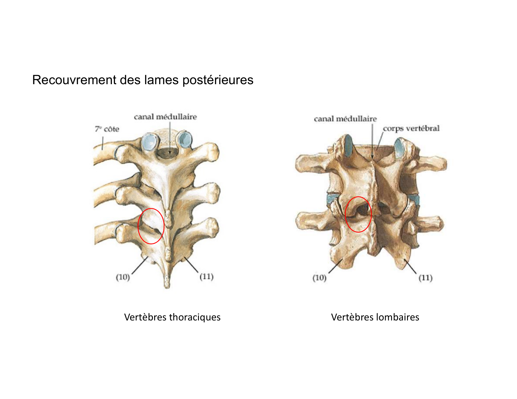 Anatomie du rachis et du dos 2025 page 24