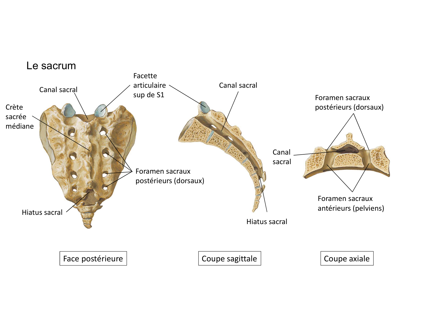 Anatomie du rachis et du dos 2025 page 29