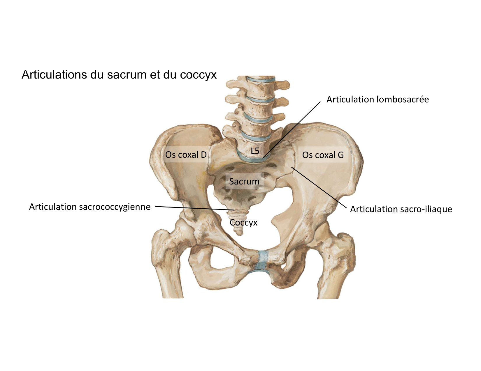 Anatomie du rachis et du dos 2025 page 31