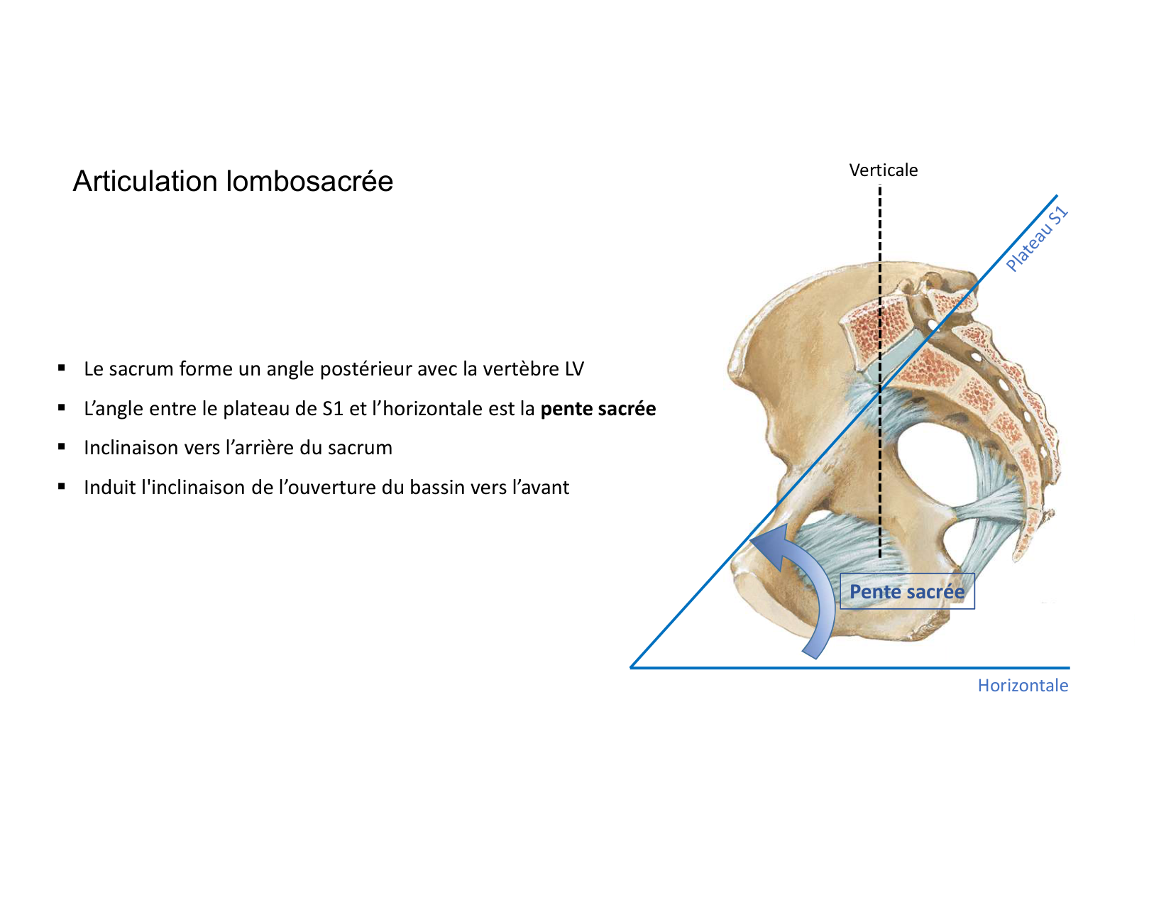 Anatomie du rachis et du dos 2025 page 33