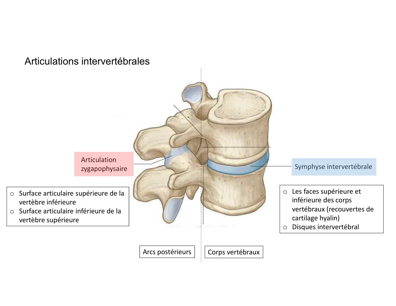 Anatomie du rachis et du dos 2025 page 35