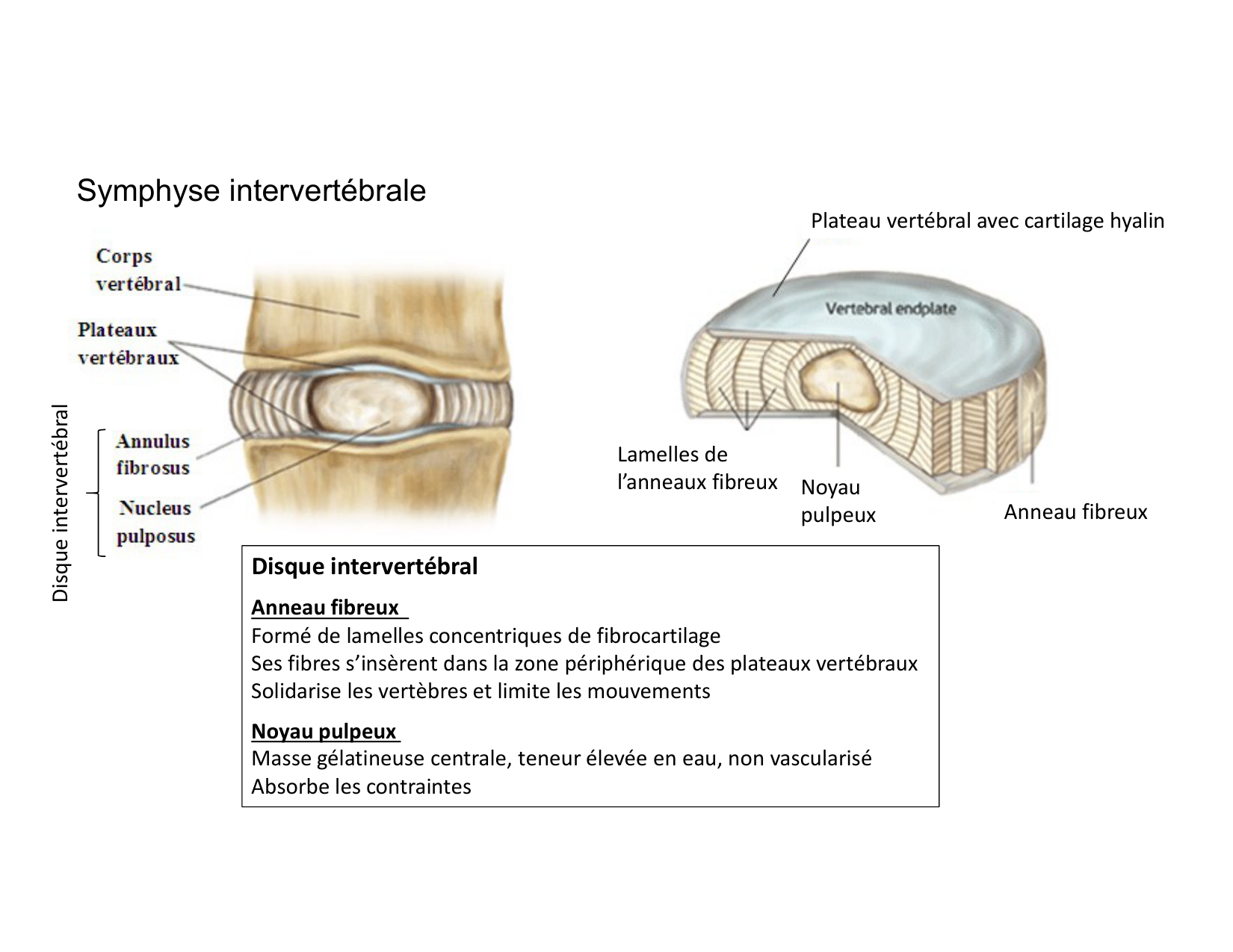 Anatomie du rachis et du dos 2025 page 36