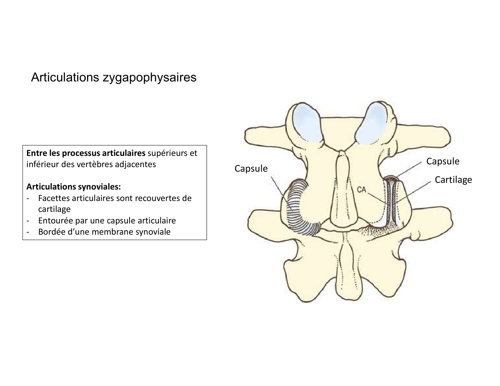 Anatomie du rachis et du dos 2025 page 37