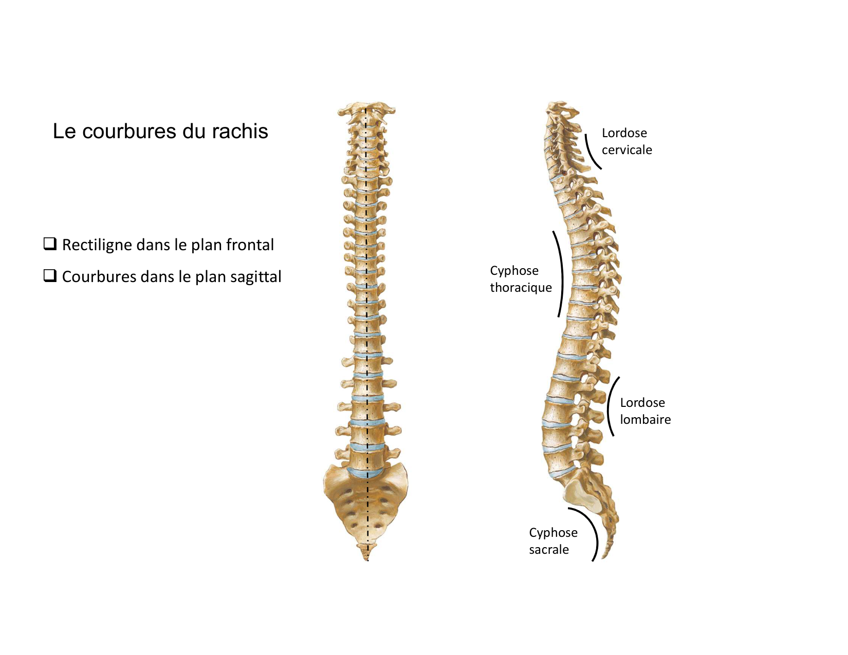 Anatomie du rachis et du dos 2025 page 41