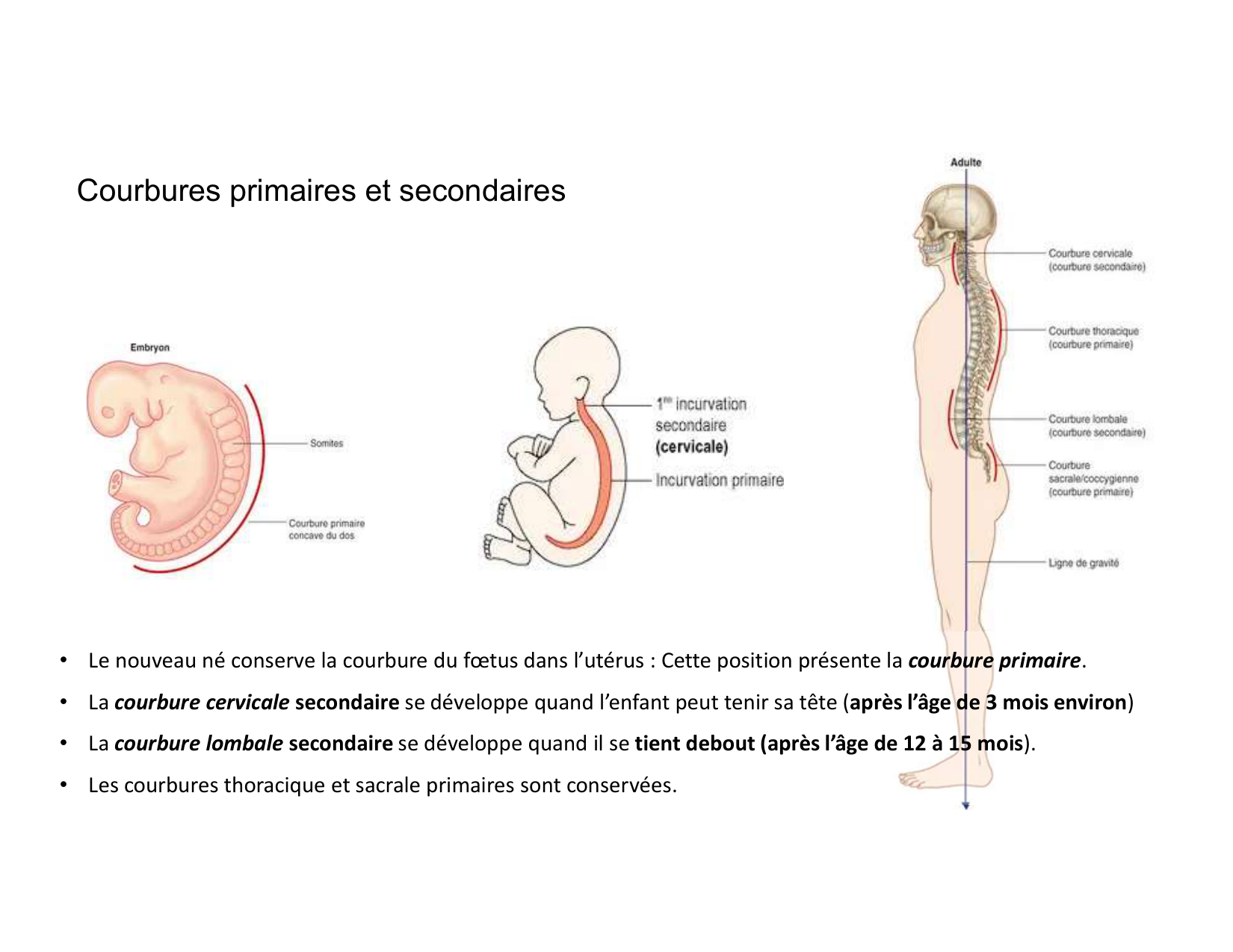 Anatomie du rachis et du dos 2025 page 42