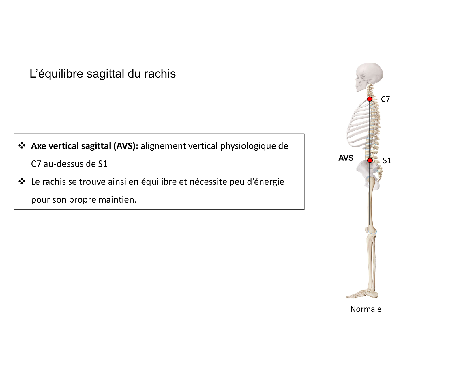Anatomie du rachis et du dos 2025 page 43