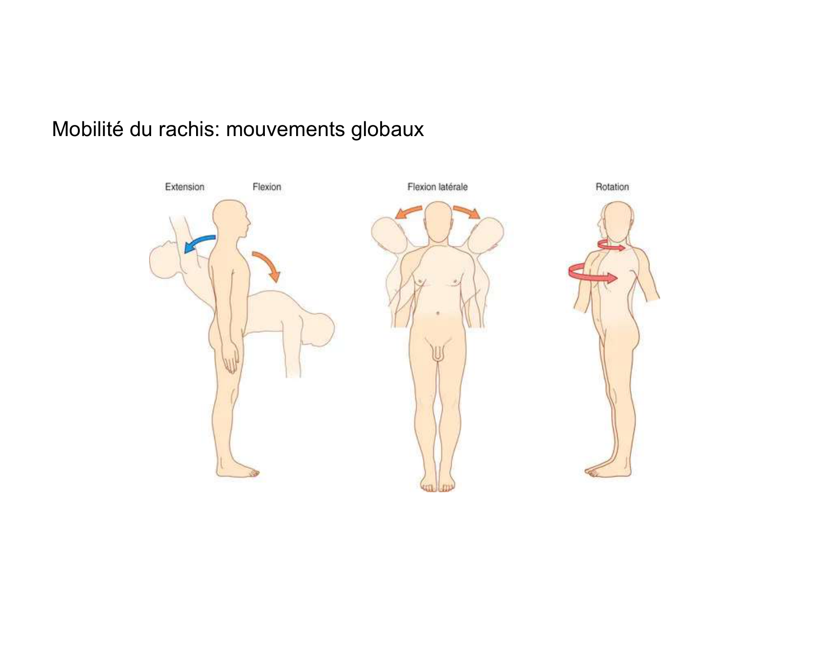 Anatomie du rachis et du dos 2025 page 45