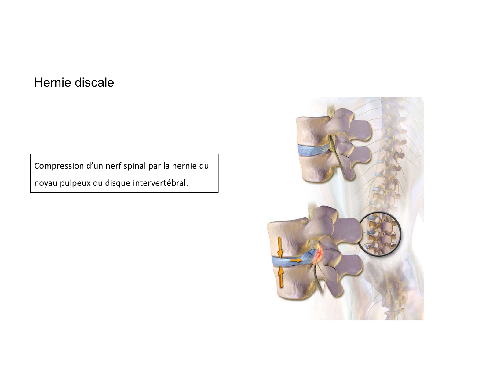 Anatomie du rachis et du dos 2025 page 51