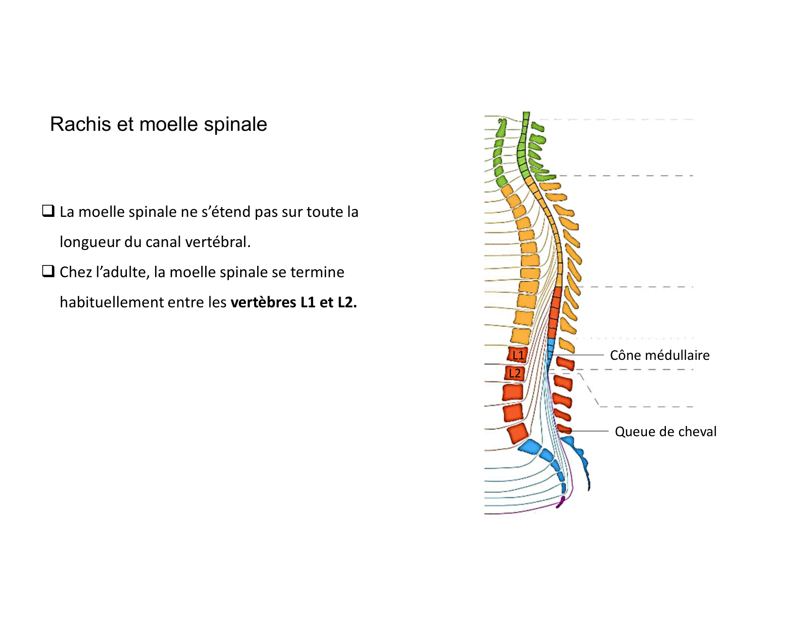 Anatomie du rachis et du dos 2025 page 52
