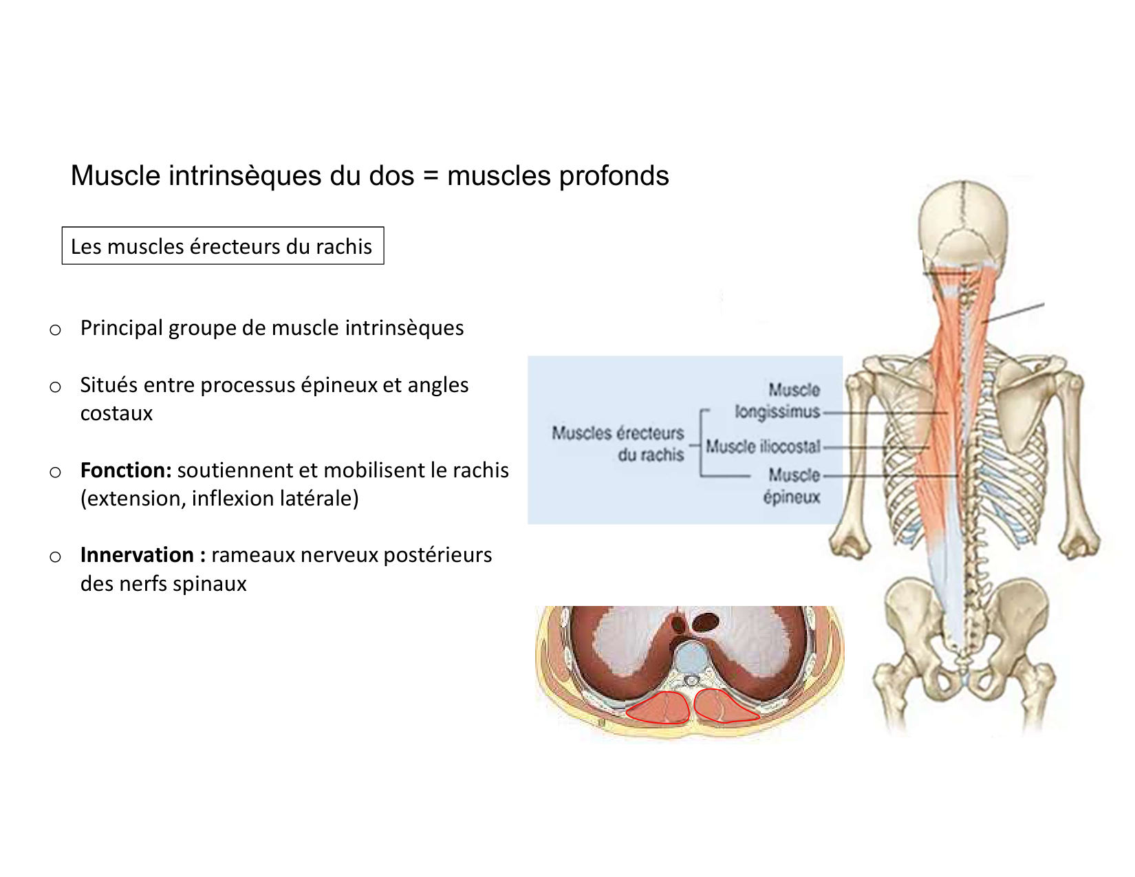 Anatomie du rachis et du dos 2025 page 57