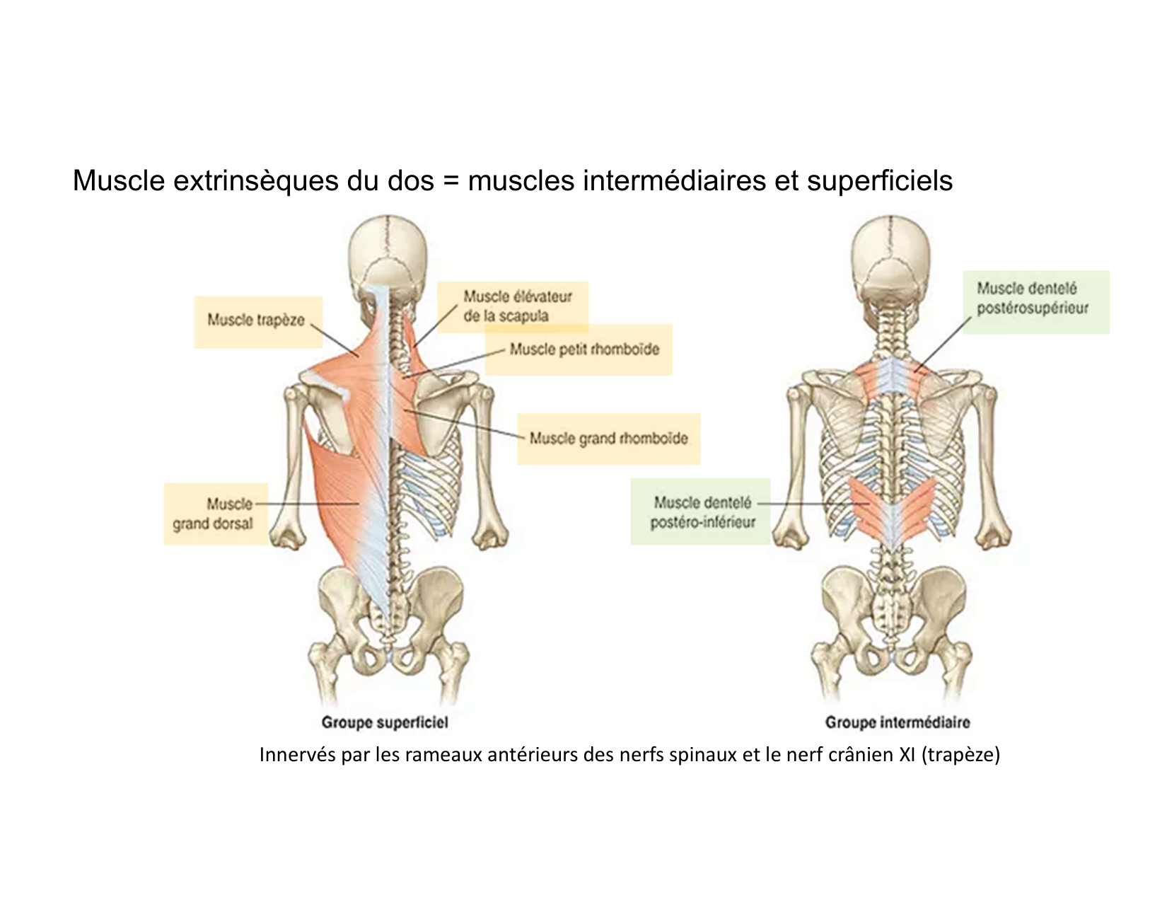 Anatomie du rachis et du dos 2025 page 58