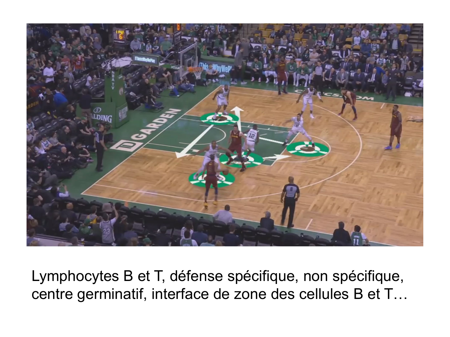 Anatomie du système de défense2 page 3