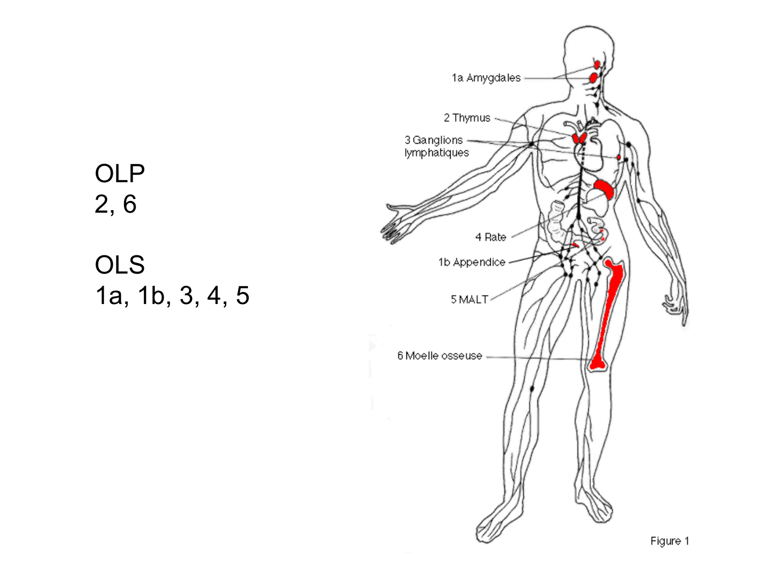 Anatomie du système de défense2 page 5
