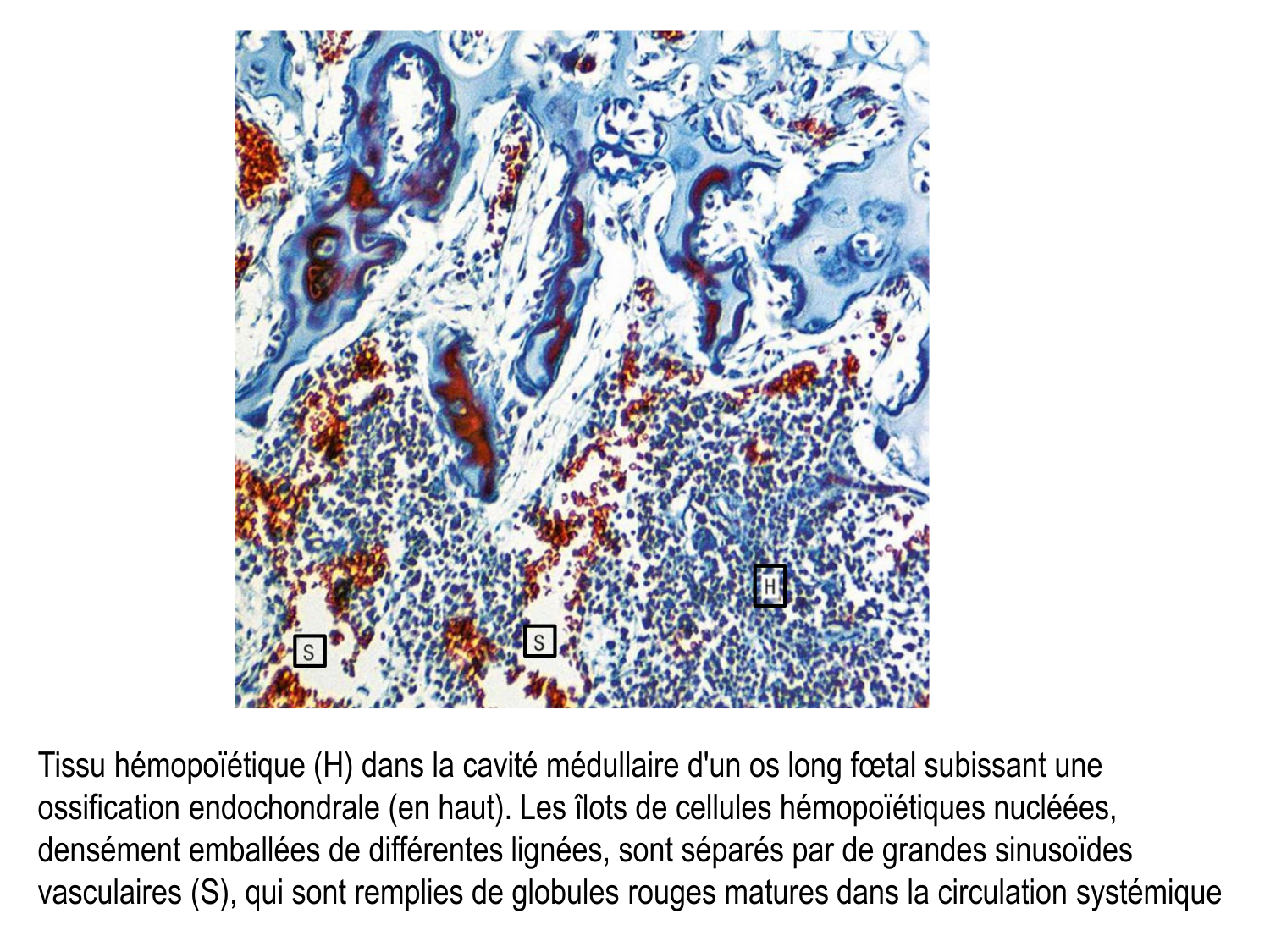 Anatomie du système de défense2 page 7