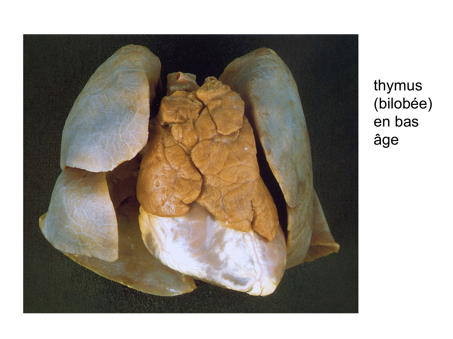 Anatomie du système de défense2 page 15