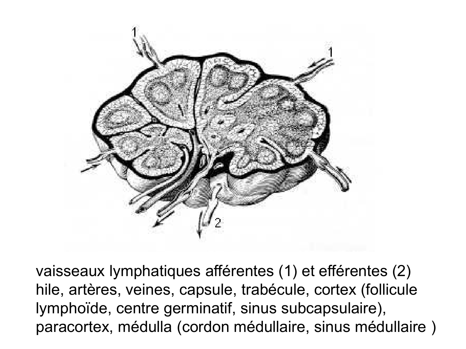 Anatomie du système de défense2 page 17