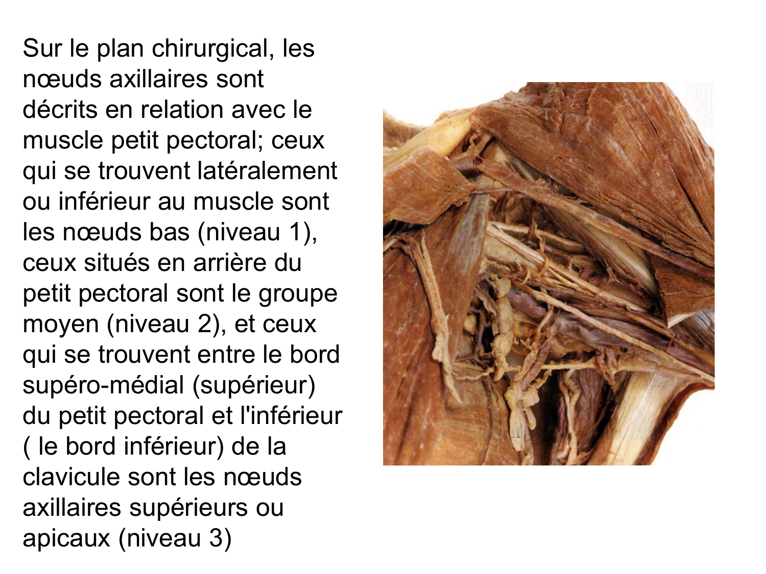 Anatomie du système de défense2 page 31