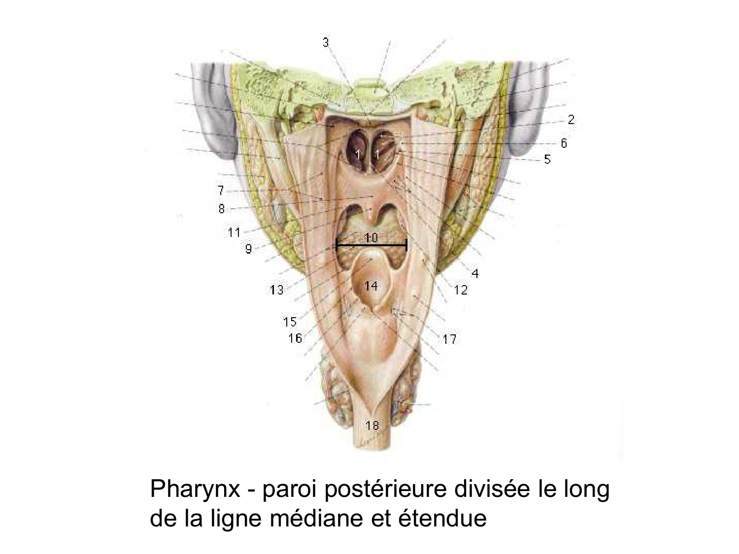 Anatomie du système de défense2 page 44
