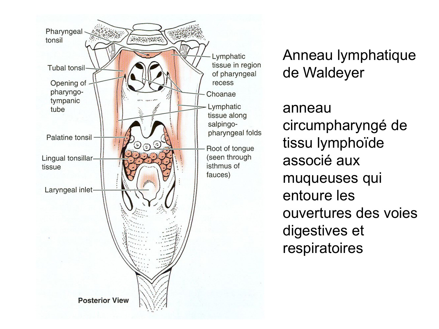 Anatomie du système de défense2 page 45