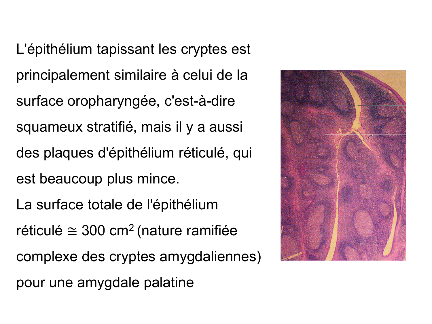 Anatomie du système de défense2 page 50