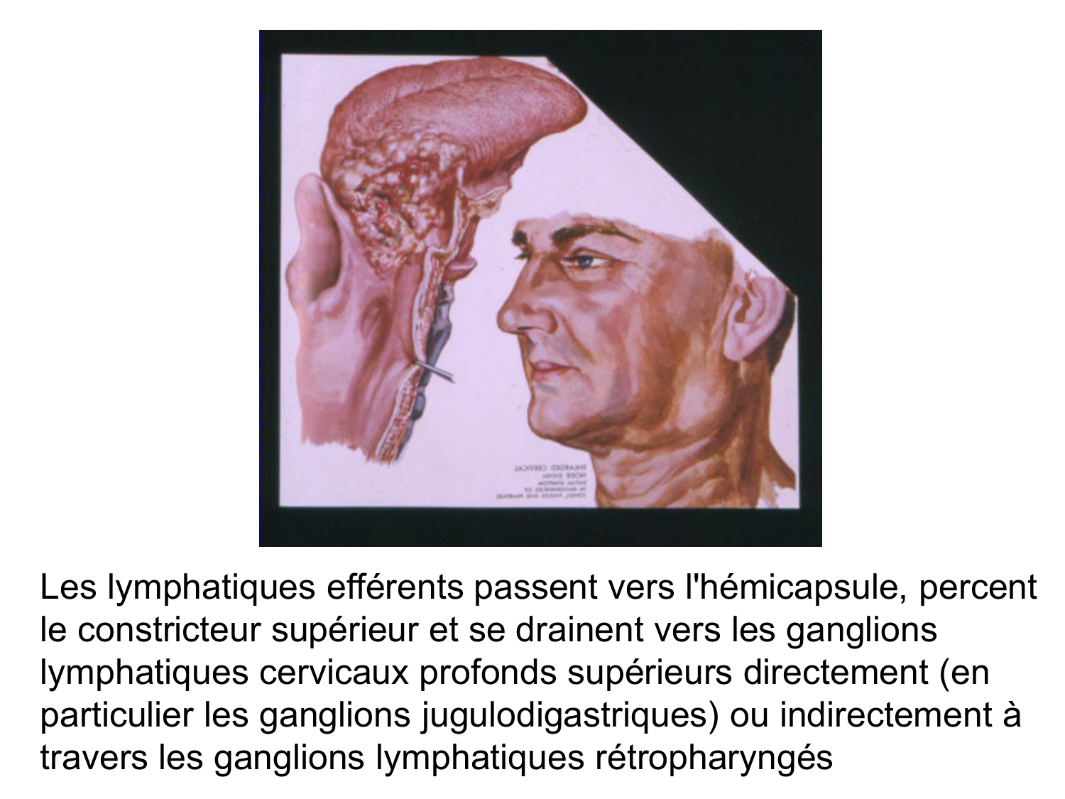 Anatomie du système de défense2 page 53