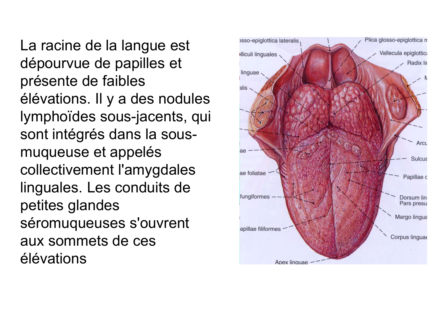 Anatomie du système de défense2 page 56