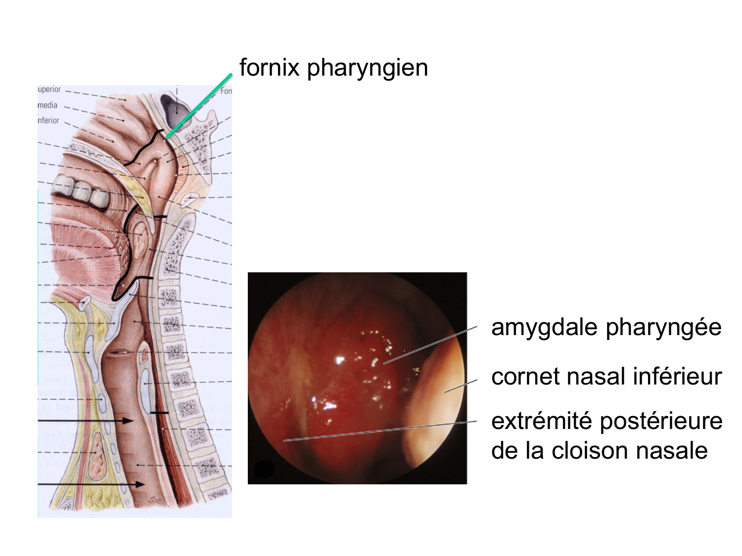 Anatomie du système de défense2 page 60