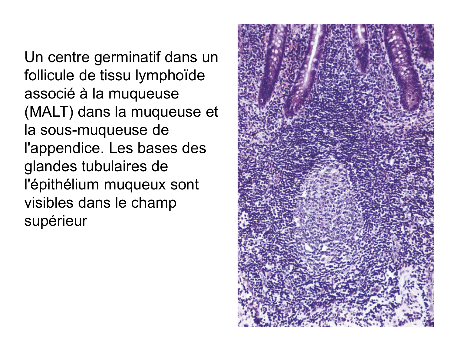 Anatomie du système de défense2 page 72